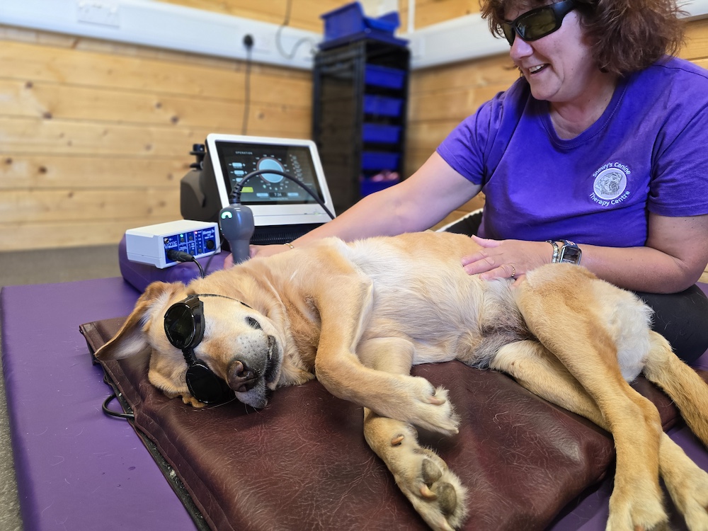 Canine Laser therapy