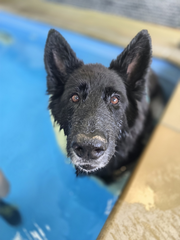 Rehabilitation for Gastrocnemius Muscle Contraction