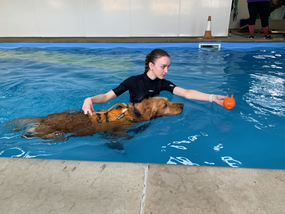 Rehabilitation for Elbow Dysplasia