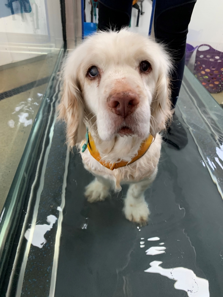 Rehabilitation for Arthritis