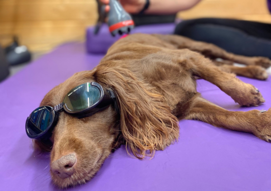 LASER Therapy for dogs
