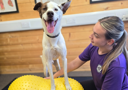 Physiotherapy for dogs