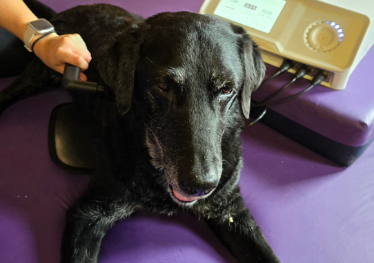 Radiofrequency Therapy for dogs