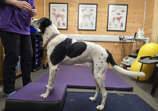 Supporting Equipment