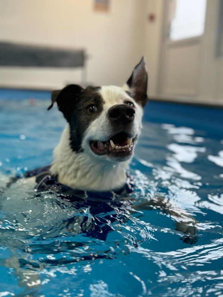 Image from Bear's Owner, Sarah Lesting