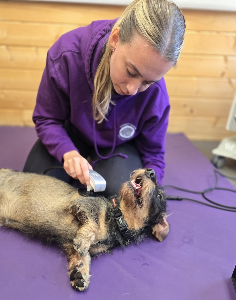 Image from Lilly's Owner, Toni Huxley