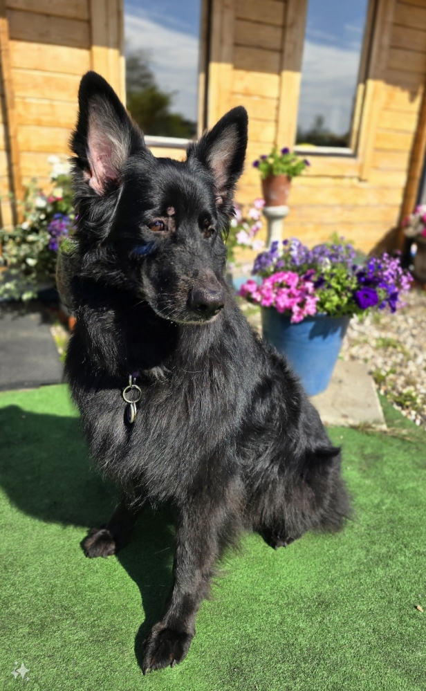 Image from Yogi Bear's Owner, Shell Bishenden